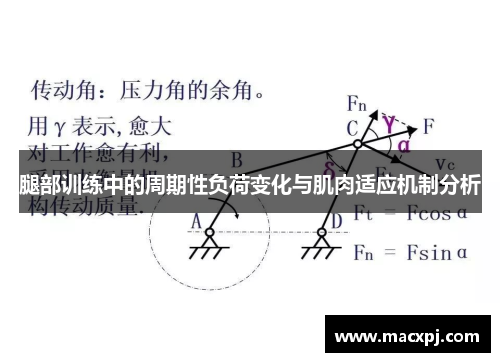 腿部训练中的周期性负荷变化与肌肉适应机制分析